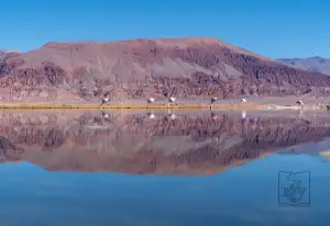 Carachi Pampa