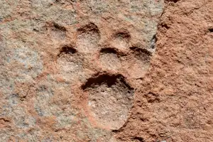 huella de puma
