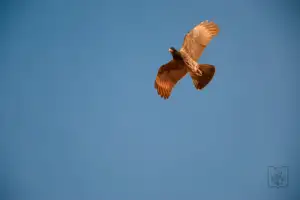 Halcón