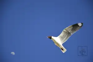 Gabiota capucho café